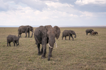 Herd of elephants with several young calves walking on the savanna in the Maasai Mara, Kenya.