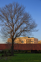 Fototapeta na wymiar Big tree in front of house