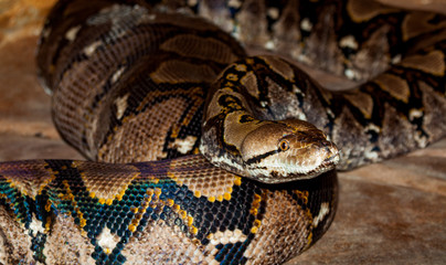 burmese python