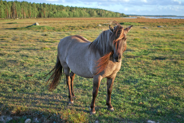 Semi-wild konik polski horse at Engure Lake Nature Park, Latvia © Julija