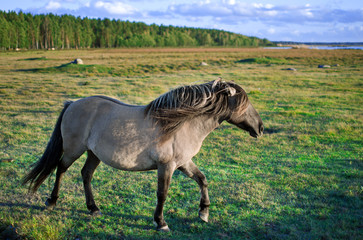 Semi-wild konik polski horse at Engure Lake Nature Park, Latvia © Julija