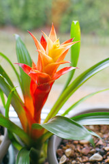 Guzmania lingulata (droophead tufted airplant or scarlet star) growing in flower pot on window sill