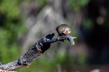 California Towhee clings tightly to dried branch perch while looking out for any potential danger in the wilderness.
