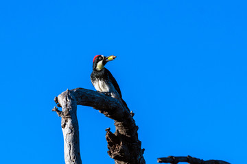 Acorn Woodpeck perched on highest tree trunk against blue Autumn sky looking out for any potential danger on twisted dired branch.. © motionshooter