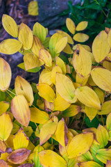 autumn leaves background