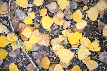 ground covered with deciduous fallen trees