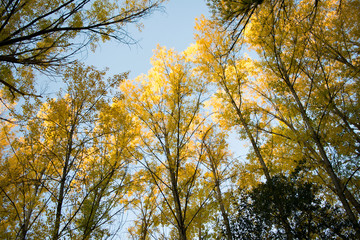 Trees of feeble leaves