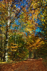 Forest path through an autumn forest, colorful leaves on the ground, framed by trees and bushes with colored leaves, bright colors, lights and shadows