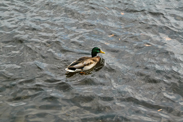 Mallard duck drake floating on the river in autumn close-up.