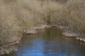 Trees surround the waters edge of a reservoir on exmoor national park, somerset