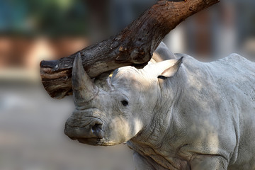 Naklejka premium Testa di rinoceronte con tronco