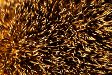 Hedgehog, Erinaceus roumanicus spikes background