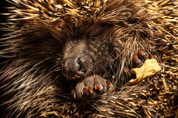 Hedgehog, Erinaceus roumanicus in autumn foliage, close up © bdavid32