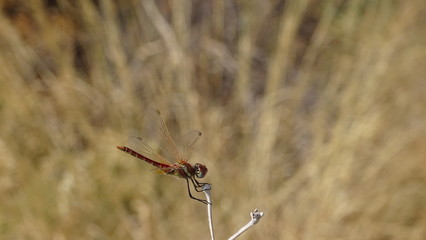 dragonfly, insecta, natur, makro, fliege, flügel, tier, flügel, insecta, wild lebende tiere, badgered, fliegender, green, sommer, gras, gelb, close up, blau, drache, kleinlibellen, rot, wild, close up © YourAllrounder