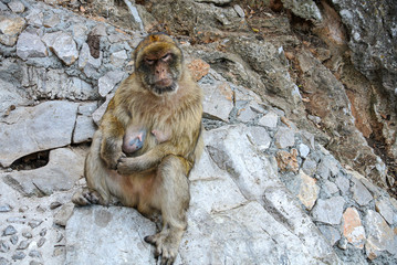 The Barbary macaque population in Gibraltar is the only wild monkey population on the European continent. Monkeys of gibraltar, Spain.