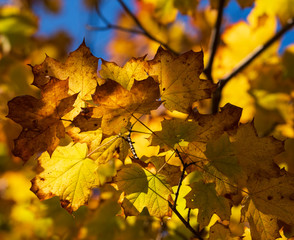 yellow autumn leaves