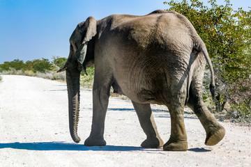 Éléphant d’Afrique au parc national d'etosha en Namibie