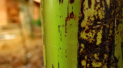 Close up banana tree trunks are still fresh and some are dry, photographed with selective focus, background blur and bokeh