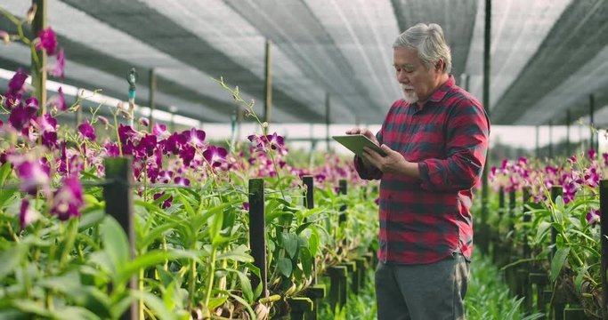 Asian senior farmer harvest and working in orchid farm. Senior man notes the information on the computer tablet to track the growth of orchids.