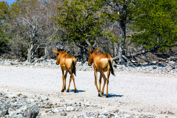 hartebeest on the road in Namibia