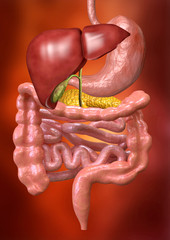 The human digestive system is responsible for obtaining from the ingested food the nutrients necessary for the different functions of the organism.