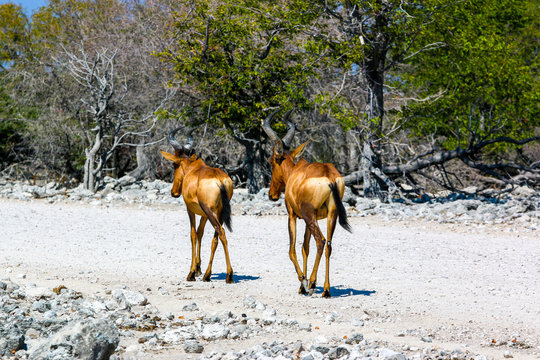 hartebeest on the road in Namibia © Pierre vincent