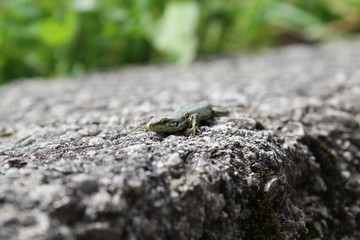 Nahaufnahme kleine Eidechse auf Felsen