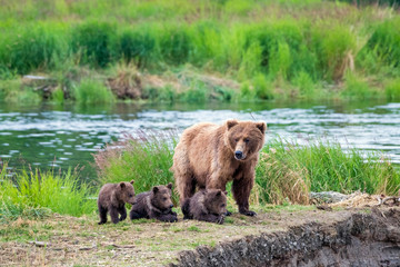 Wild brown bear family with mom and three resting young cubs.