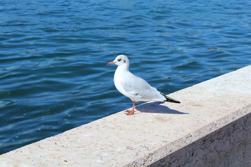 Stehende Möwe Blick auf blauen Ozean