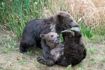 Two wild brown bear cubs playfully enjoying the short northern summer.