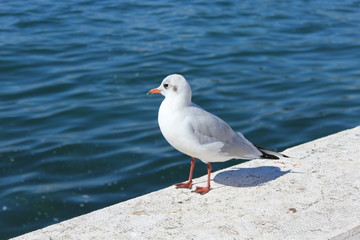 Möwe schaut auf das blaue Meer