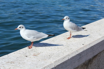 Zwei Möwen an der Küste