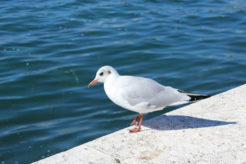 Nahaufnahme Möwe am Meer
