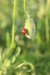 Marienkäfer auf einer geschlossenen Blume