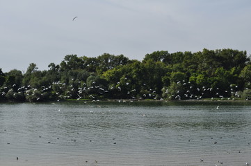 Birds and freedom 