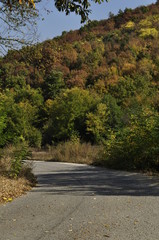Forest and the mountain