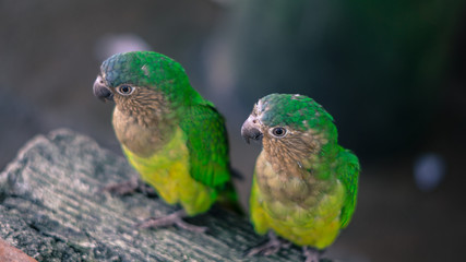 marrón aves verde cotorras pareja amor relación