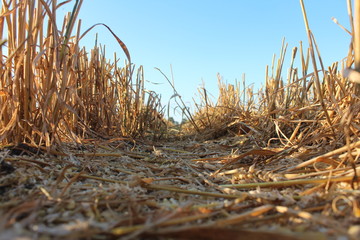 Fototapeta premium Ernte auf dem Feld - Gemähtes Getreide
