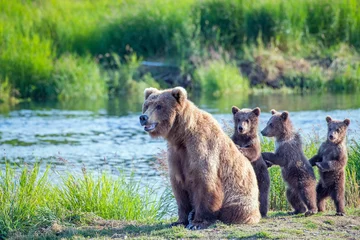 Schilderijen op glas Wild brown bear family with mama and three standing young cubs. ©  Tom Fenske