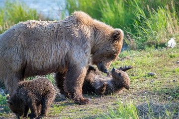 Wild brown bear family playfully enjoying the short northern summer.