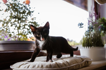 Katze steht auf der Fensterbank