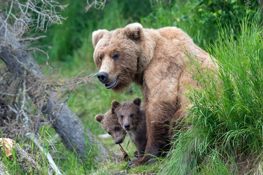 Wild brown bear family enjoying the short northern summer.