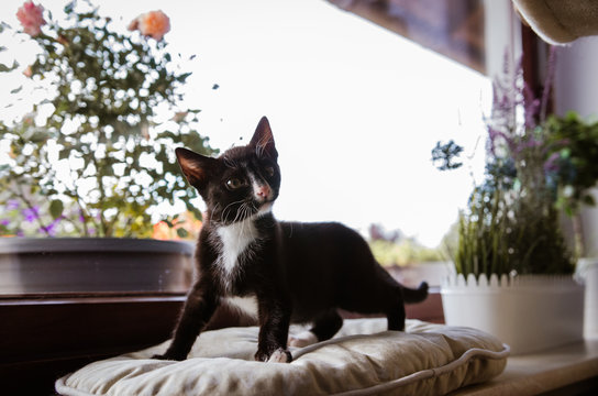 Kitte posiert auf Kissen