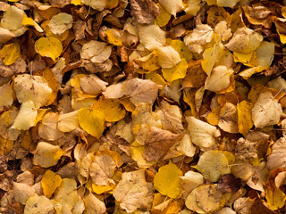 Autumn leaves
