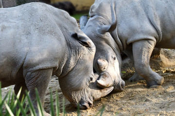 Naklejka premium Rinoceronti bianchi mentre giocano
