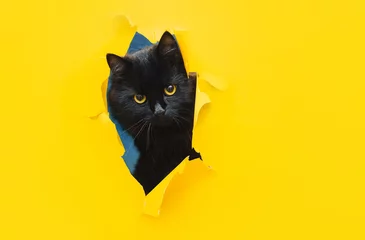 Tuinposter Grappige zwarte kat kijkt door een gescheurd gat in geel papier. Kiekeboe. Stoute huisdieren en ondeugende huisdieren. Ruimte kopiëren. © shchus