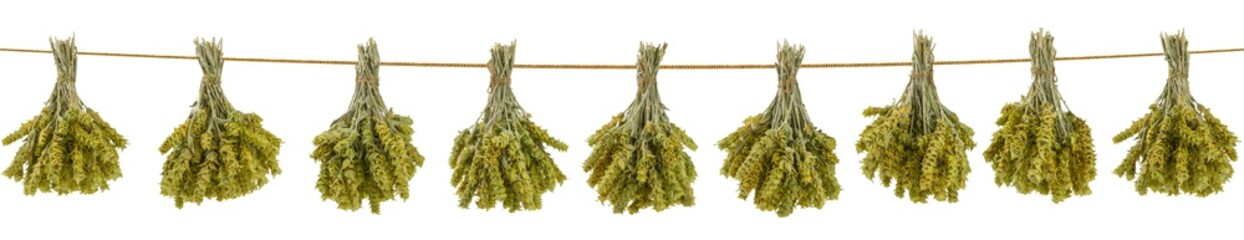 Bunches of mountain tea hanging isolated on white background. Greek traditional herbal tea. Greek mountain tea sideritis. Natural Greek herbs.