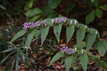 Obraz premium Toad lily is a perennial native to Japan that grows in the shade and blooms spotted purple flowers in autumn.