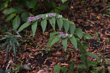 Toad lily is a perennial native to Japan that grows in the shade and blooms spotted purple flowers in autumn.