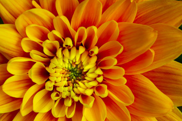 Close up with beautiful flowers.